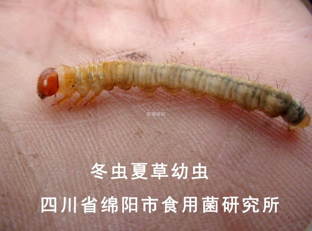 大家见到的冬虫夏草,实际上是一种真菌,在冬天的时候侵染了蝙蝠蛾幼虫