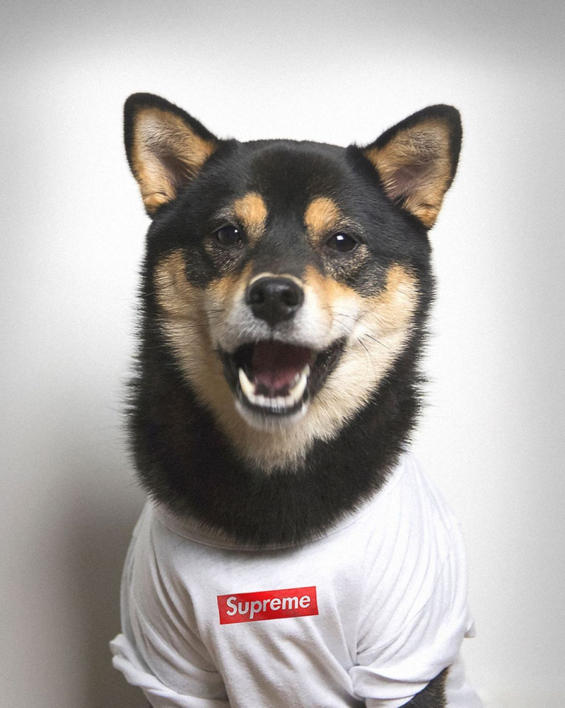 除了 supreme 外,dachi 还经常上身 stone island,the north face