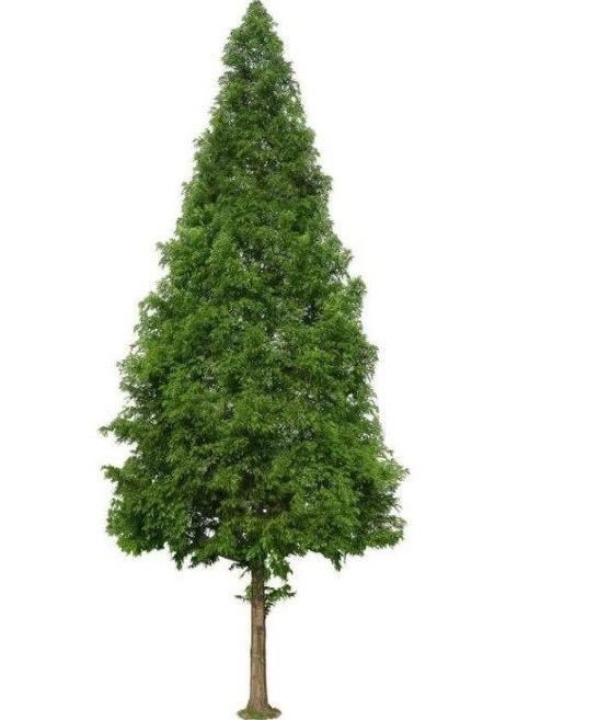 心理测试:4种不同的树,你喜欢哪种形状?测你靠啥在社会上混!