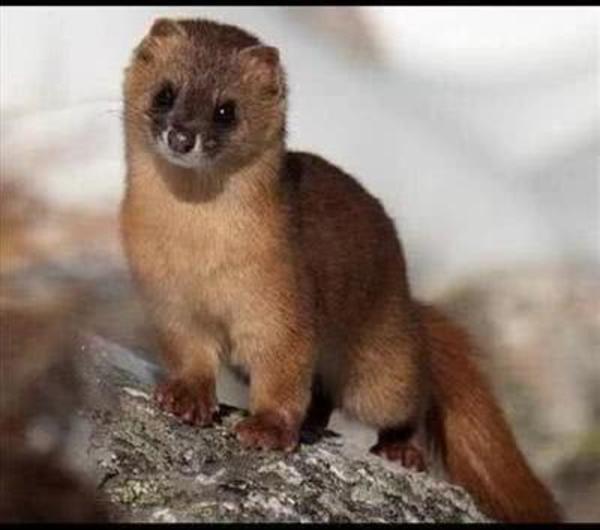 周口港区公安分局查获黄鼠狼皮4000多张触目惊心