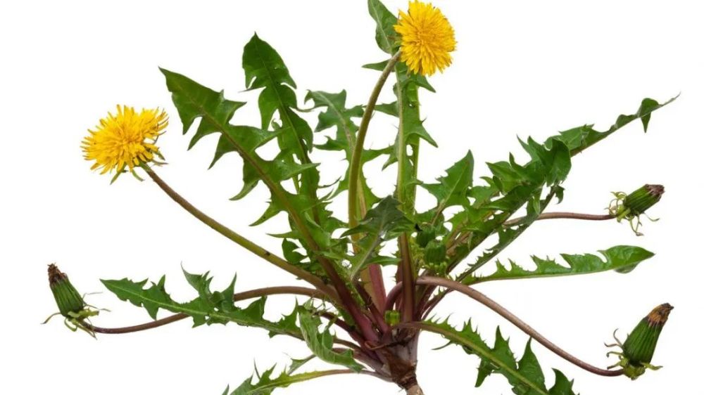 吃蒲公英真的可以消除甲状腺结节