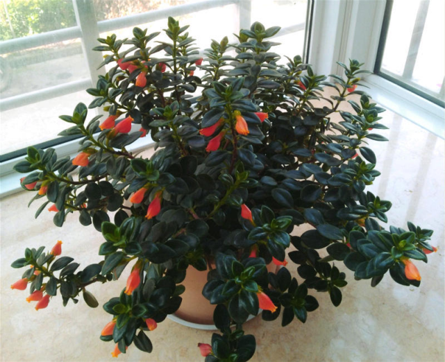 金鱼吊兰(金鱼吊兰可以水培吗)