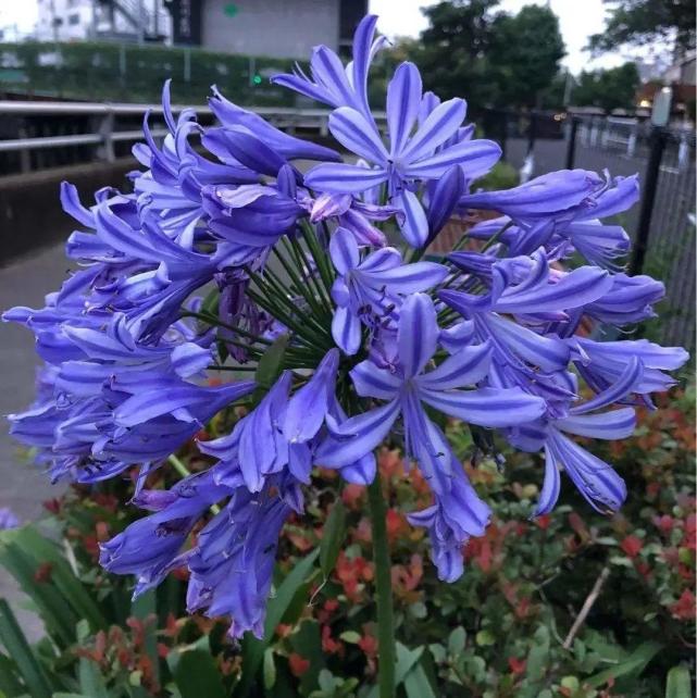 1种君子兰个头能窜1米多开花是梦幻蓝色特迷人