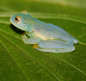 透过皮肤一眼就能看到内脏这6种透明生物毫无隐私可言