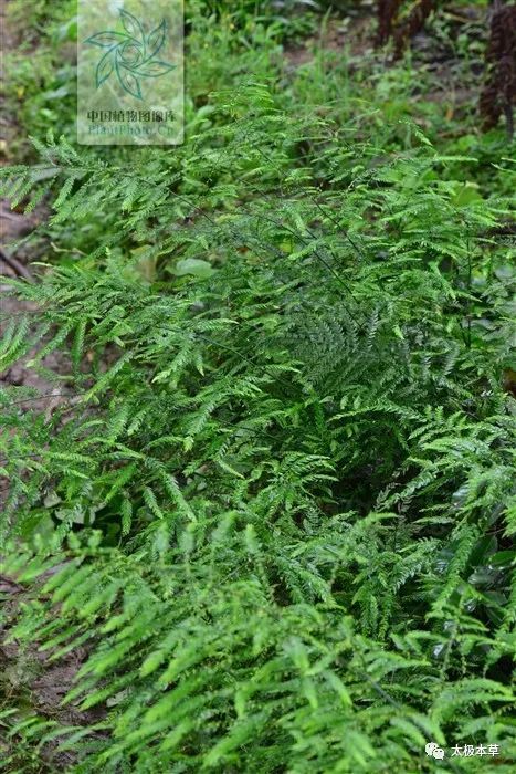 性味功效《全国中草药汇编》甘,淡,平.止咳化痰,平喘.