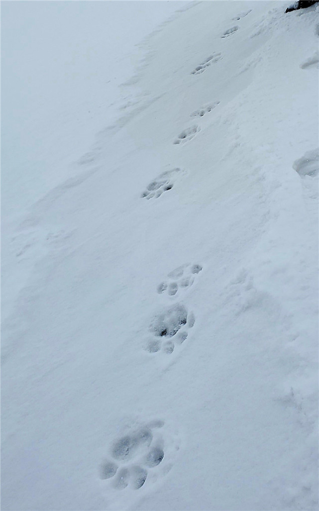 六天之内,"溜达虎"往返于虎林和俄罗斯境内三回,每次它的爪印旁都会