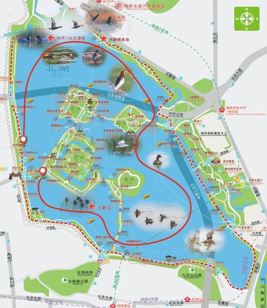 来,玄武湖观鸟去!