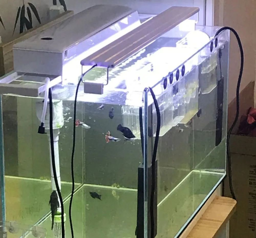 绿水进化为初级状态绿藻 腾讯新闻