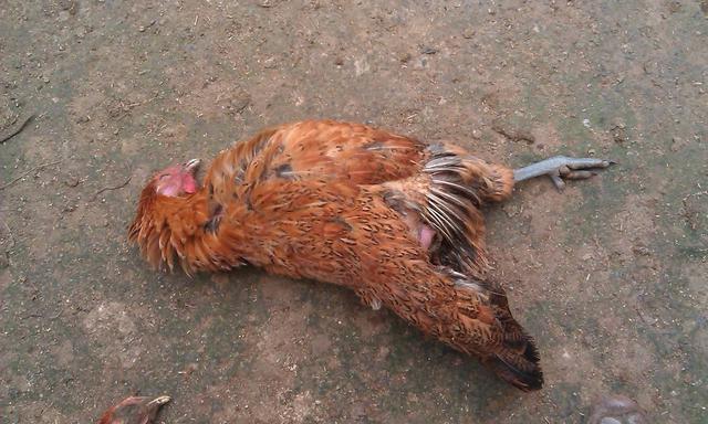 35岁女子被家暴痛不欲生,村头老汉一席话,让她夫妻双双把家还