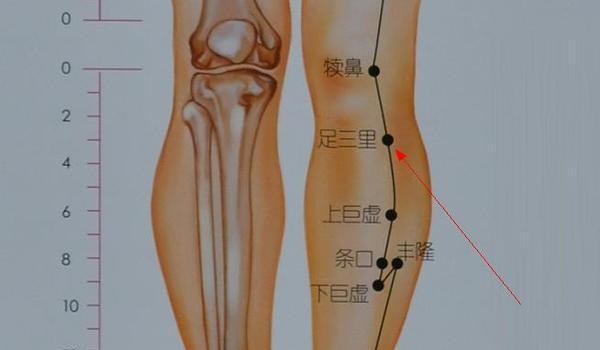 足三里穴和三陰交穴的位置和保健養生美容養顏的關鍵組合