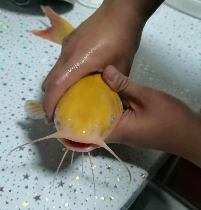 眉山钓友钓获罕见叉尾鮰满身金黄疑为基因突变所致