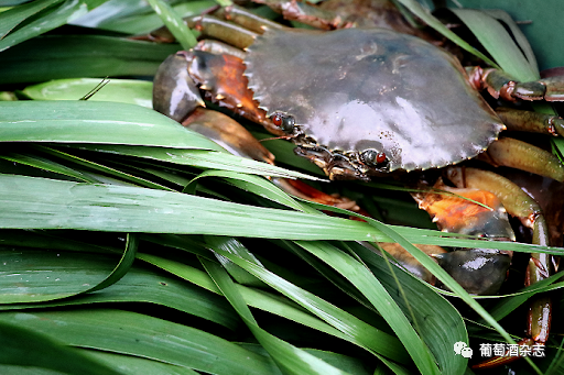 醇味厨房vol27蟳蠘蝤蛑我发现自己不认字了