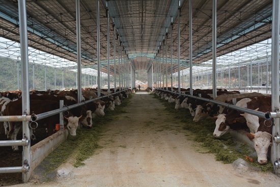 都安一头牛羊贷出大产业