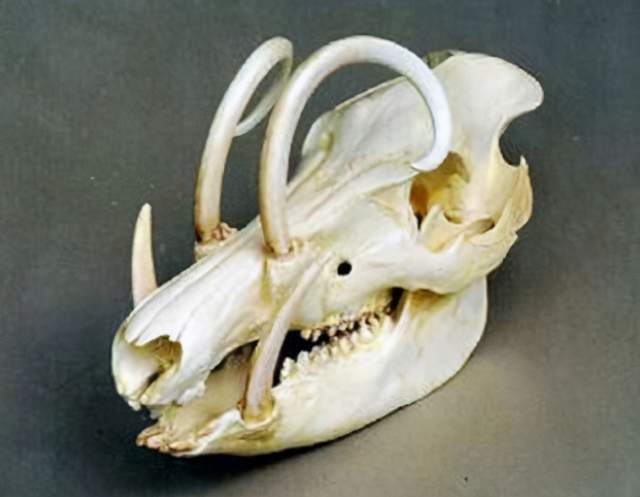 没有天敌成保护动物后泛滥野猪的破坏力让多国头疼