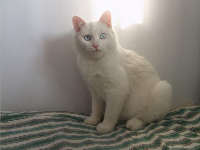 尺玉宵飞练:纯白色