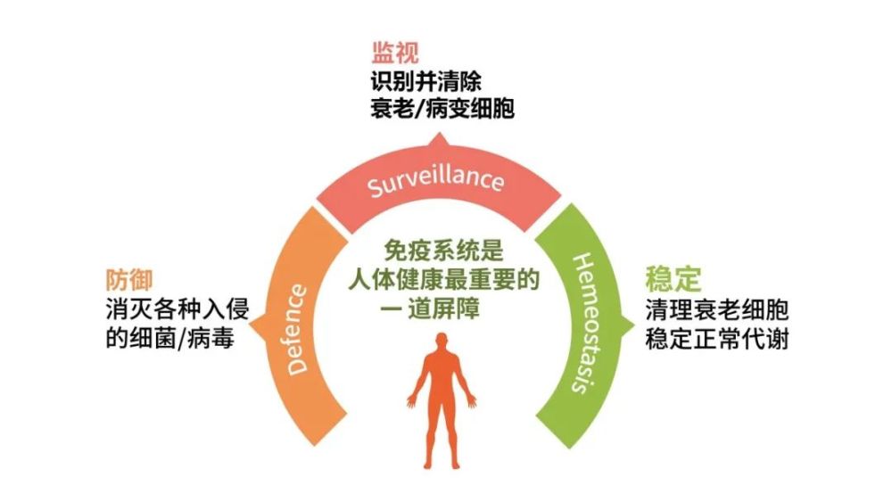 免疫系统的三大功能 七种损害免疫功能的生活习惯(不健康饮食,吸烟