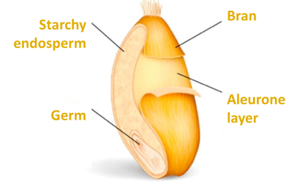 超级食物小麦胚芽吃多了有哪些危害