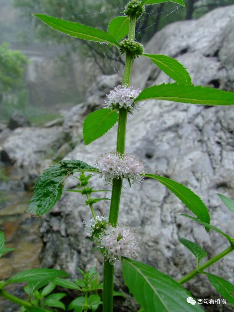 唇形科薄荷属 花期7-9月