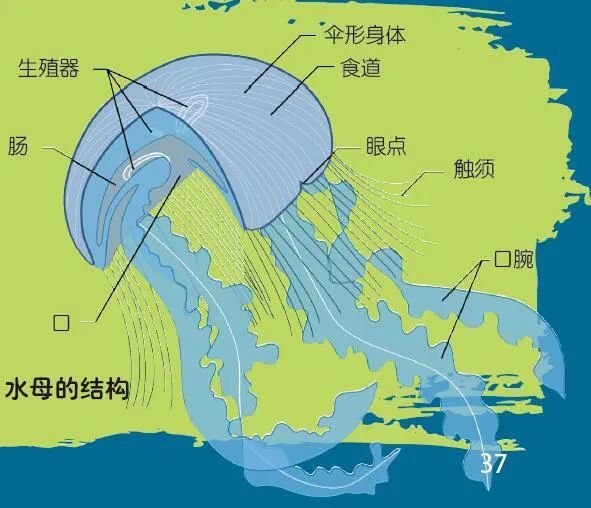 水母的身体95由水构成却是食肉动物如今已成一种海洋灾难