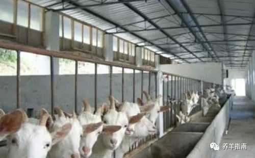 羔羊|春季羔羊痢疾高发，要如何防治？