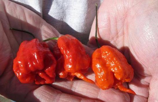 全球最辣的十大辣椒