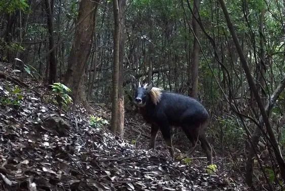 韶关市始兴县惊现珍稀"四不像"身影