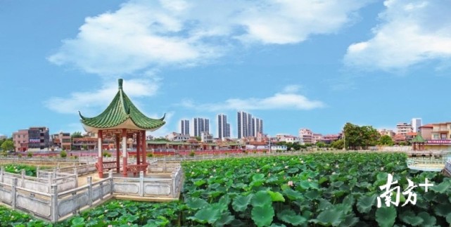 南方观察|"遍地开花"的横沥美丽乡村