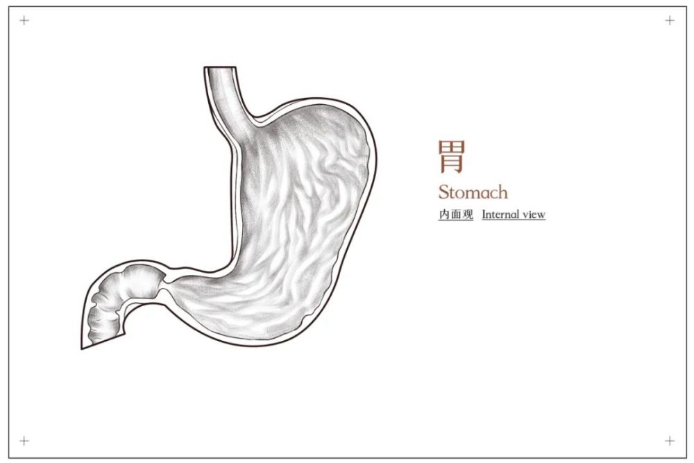 胃部形态图图片