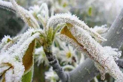 数九寒冬日,作物冷冻害频发?|冻害|冷害|植物细胞