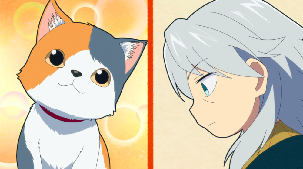 文豪野犬汪小故事镜花捡到小猫成为武装侦探社新团宠