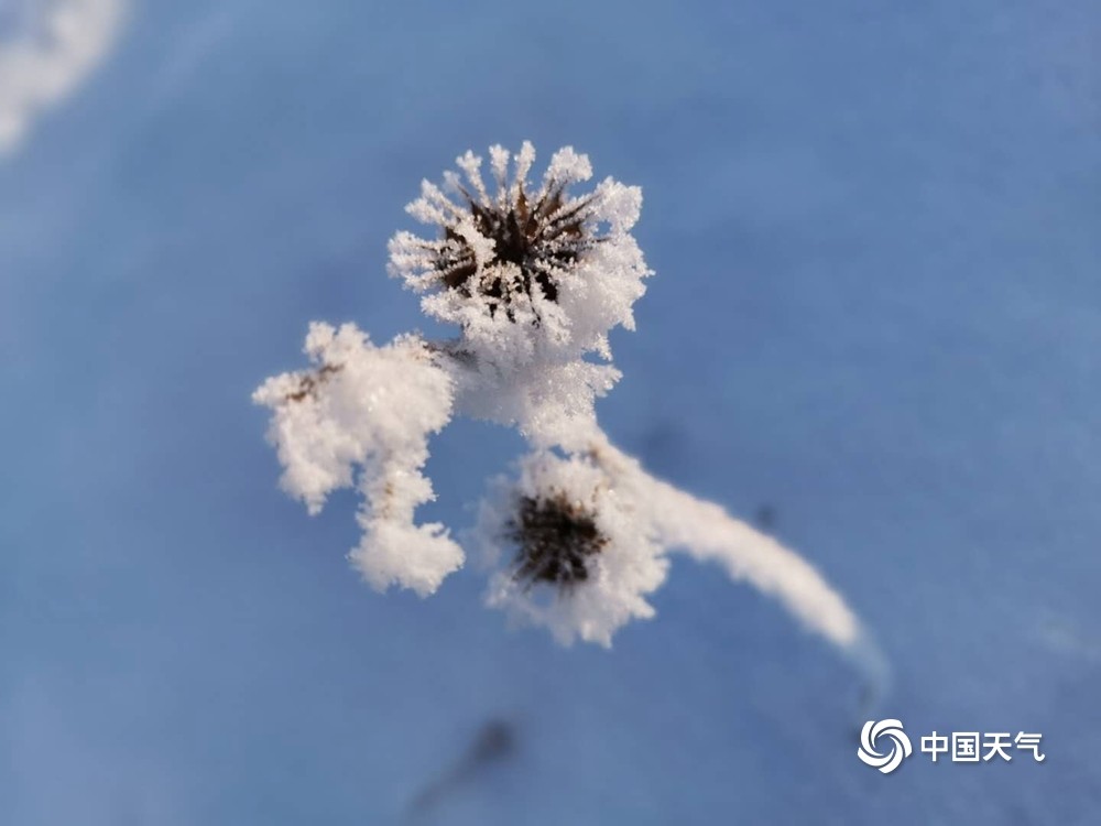 1月27日早晨,辽宁铁岭出现雾凇美景,洁白的冰霜花在植被上绽放,阳光