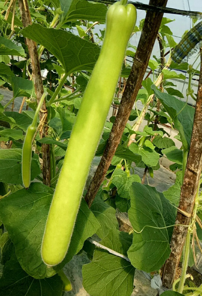 找不到优质早熟长瓠瓜?这个品种条条40厘米,亩产3010公斤以上!