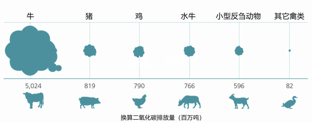 联合国食农组织2010年统计,全球养殖的肉牛和奶牛向大气中排放温室