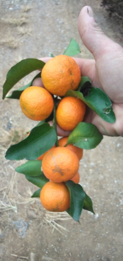 柑橘蓟马易发生 繁殖快 危害重 如何提高防治效果 腾讯新闻