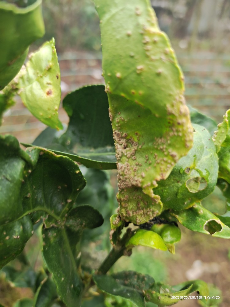 柑橘发生疮痂病,注意正确识别和防治