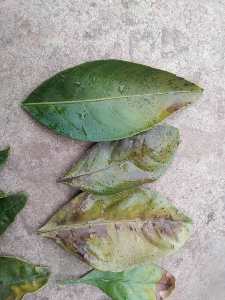 柑橘炭疽病你不得不防_腾讯新闻