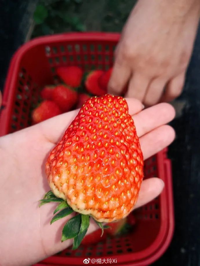 冬日甜蜜恋曲!南京溧水草莓采摘地图倾情奉上