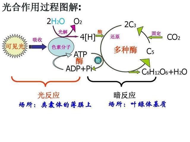 细胞壁|念珠藻|叶绿体|真核生物|细胞