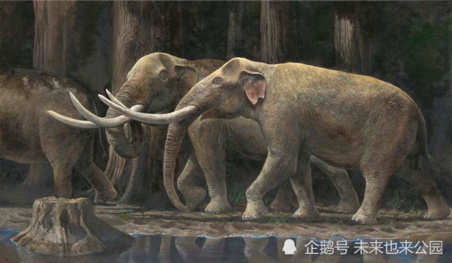 剑齿象是一类已经灭绝的象,与著名的猛犸象相比,它们出现的时间更早