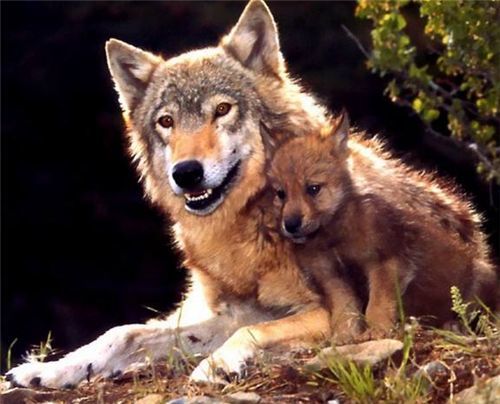 狼碰见婴儿时,为什么不直接吃掉而是慢慢养大?道理其实很简单
