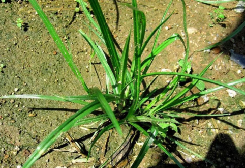 此物便是"香头草",长得像韭菜,告诉家乡人它有价值,请重视_腾讯新闻