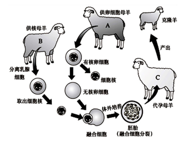 利用克隆技術我們能復活猛獁象為何不能復活恐龍