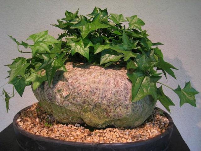 憨态可掬的块根植物肥肥胖胖的睡布袋你会喜欢这种多肉吗