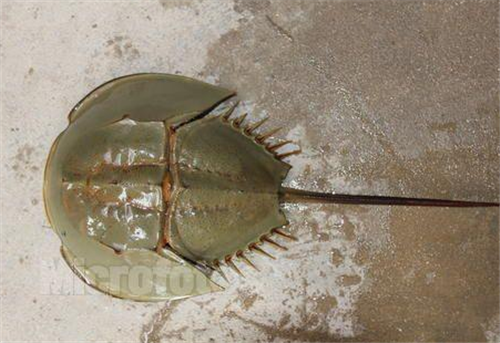 地球上唯一的蓝血生物,存活了4亿多年,却被人类吃成了二级保护动物