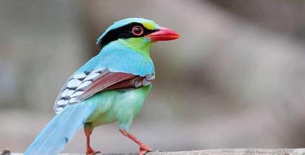 心理测试:凭直觉选择一只发财鸟,测你是否会有意外之财找上门!