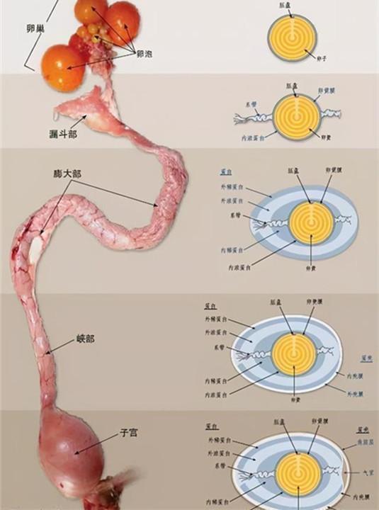 母雞下蛋為什麼全年無休哪怕未受精其實人類利用了母雞的bug