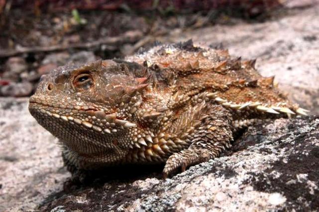 长得像个蟾蜍,但身上长满尖刺,眼睛还会喷血|蟾蜍|角蜥|蚂蚁