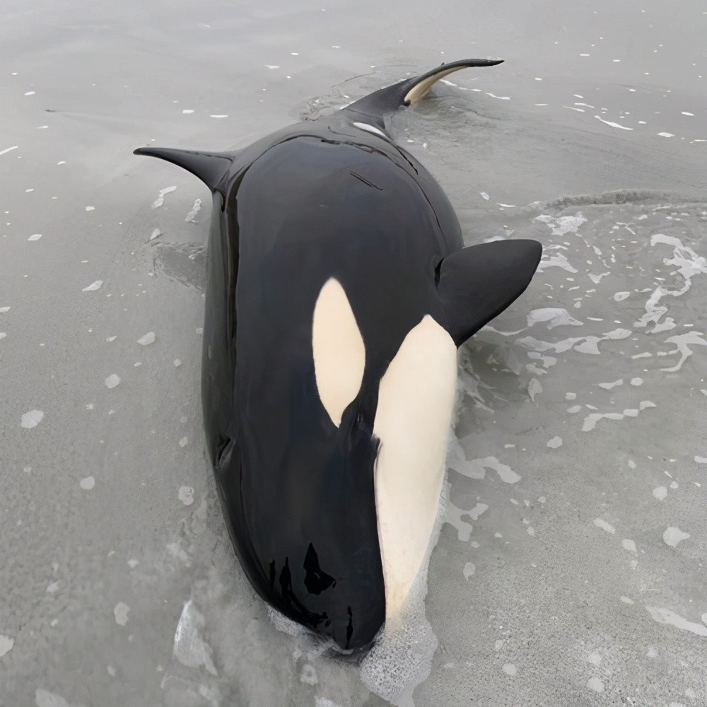 小虎鲸深圳网友海边发现灰黑色大鱼一米多长