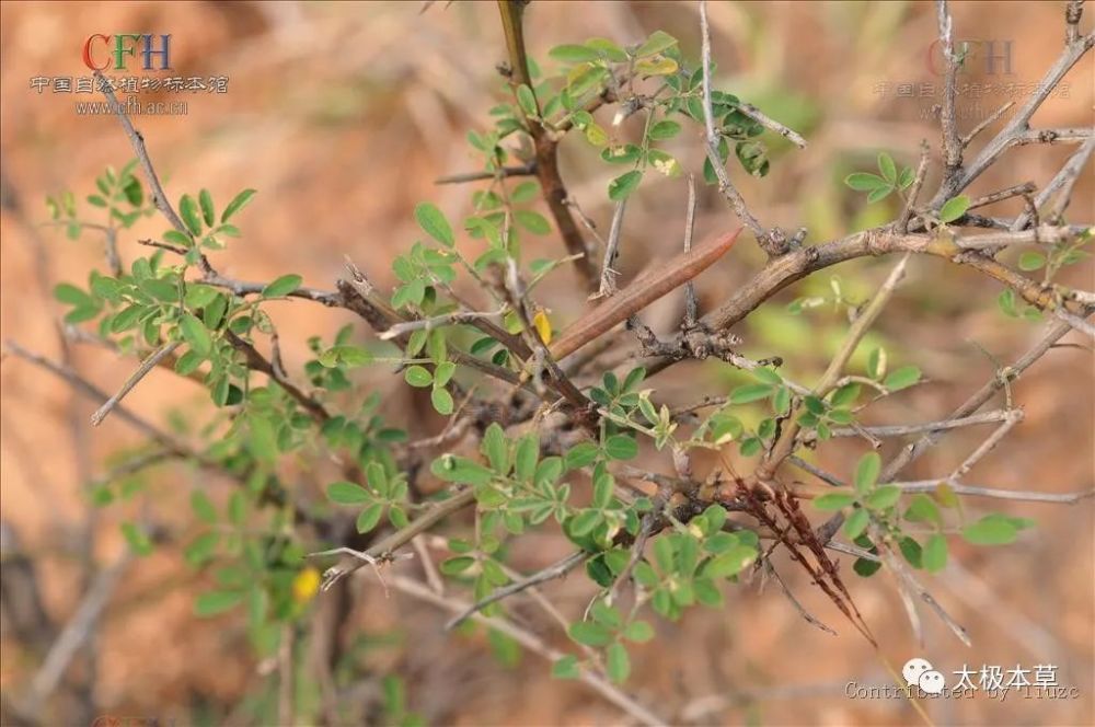 【原形态】别名野槐树山皂角,铁皂角,山绿豆,一味药,紫花料梢,野绿豆