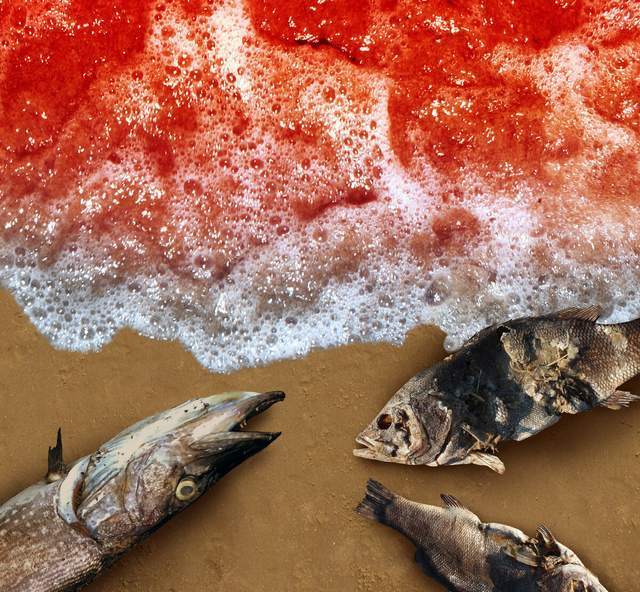 透支的"恶果":捕捞过度,渤海成了一个"废水缸"?_腾讯新闻